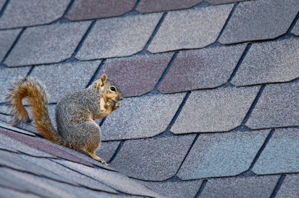 Sarasota Wildlife Removal