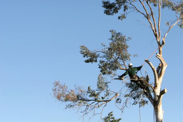 Sarasota Tree Trimming