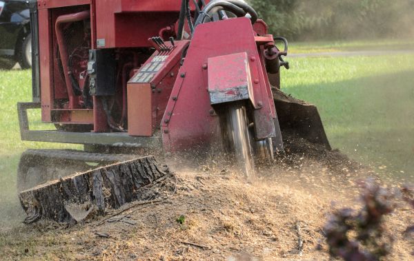 Sarasota Tree Removal